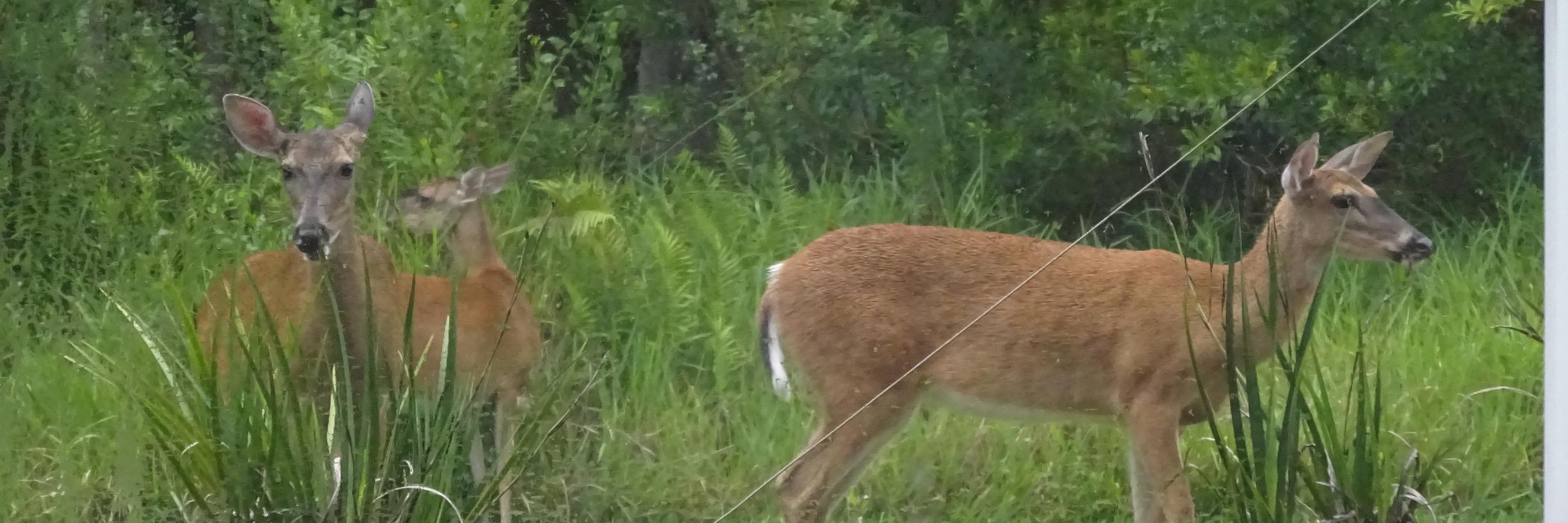 Patty Brogan, DSc banner
