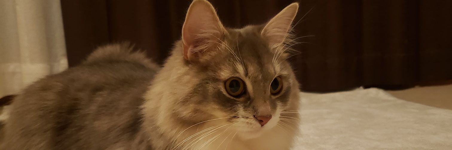 queenkingbell's profile banner image