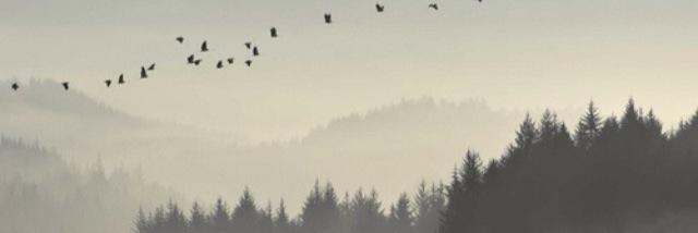 Zeebinks's profile banner image