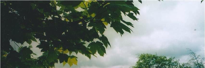 ellis_maher's profile banner image