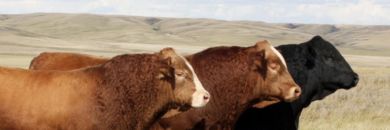 Canadian Simmental Profile Banner