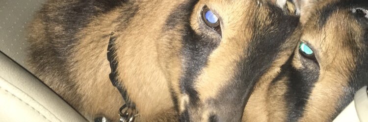 ritchie_lily's profile banner image