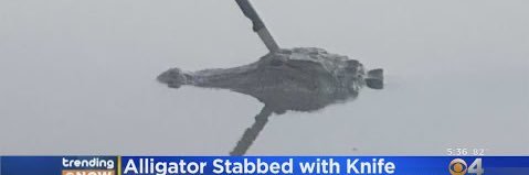 croc with knife banner