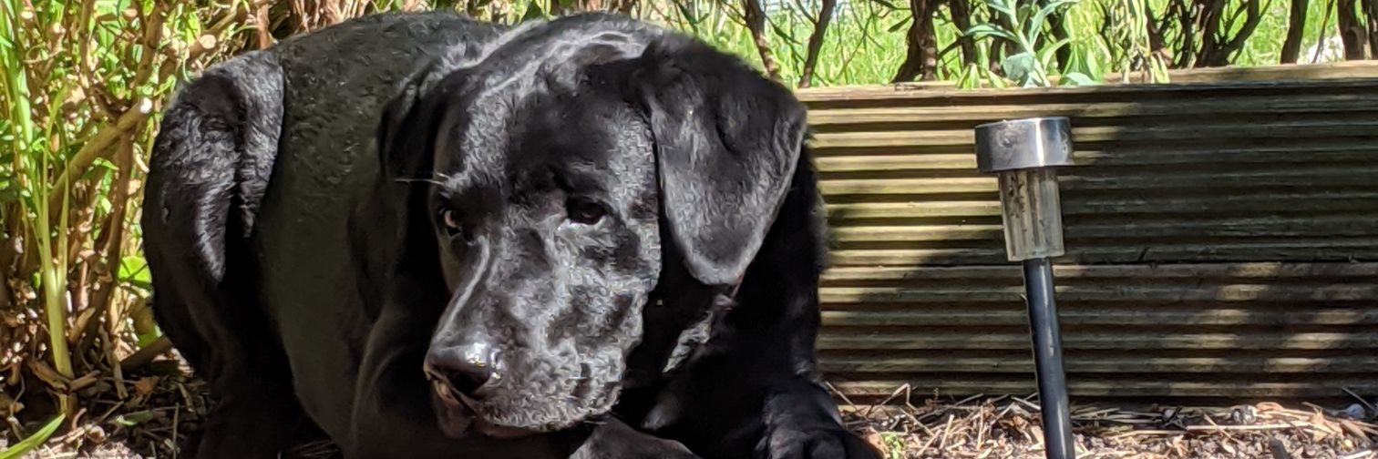 Joseph Whiteaker banner