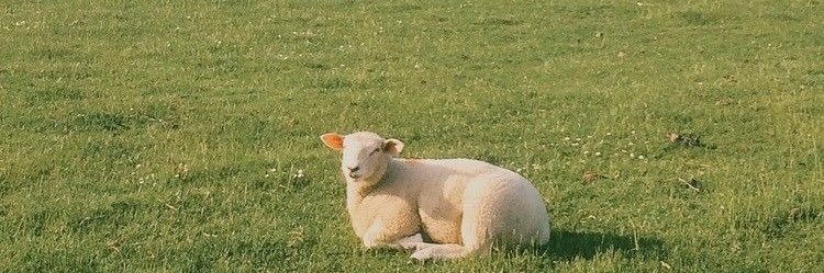 chickenugget__'s profile banner image