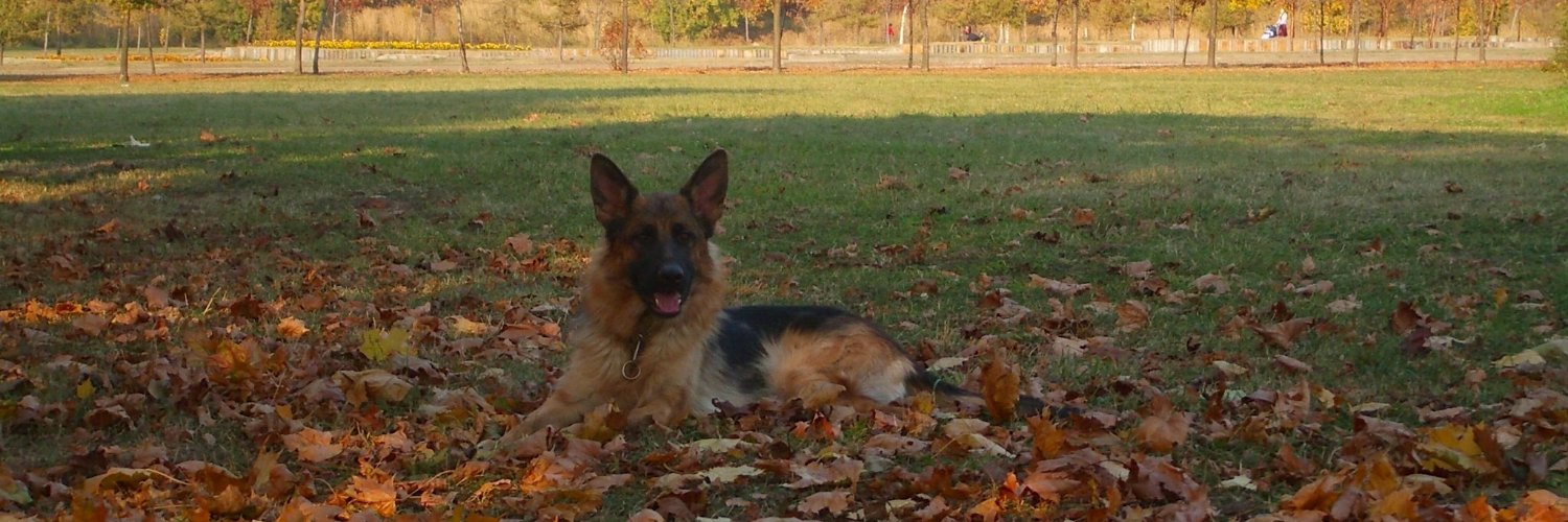 MMnatsakanova's profile banner image