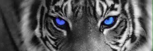 veb38002's profile banner image