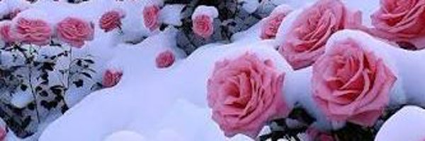 zhr13q Profile Banner