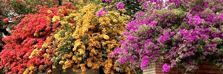 Sun glitter✨ banner