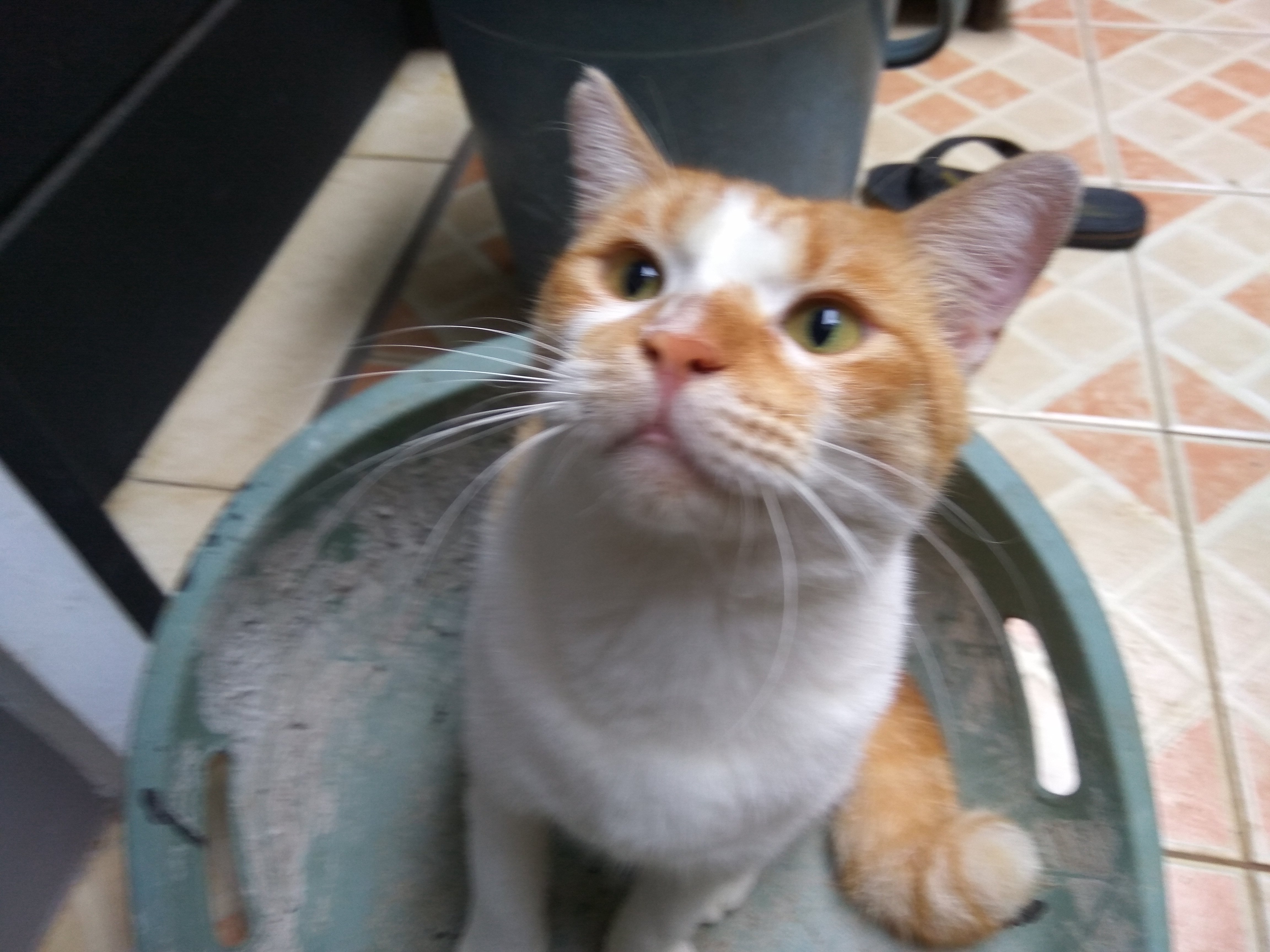 meowed banner