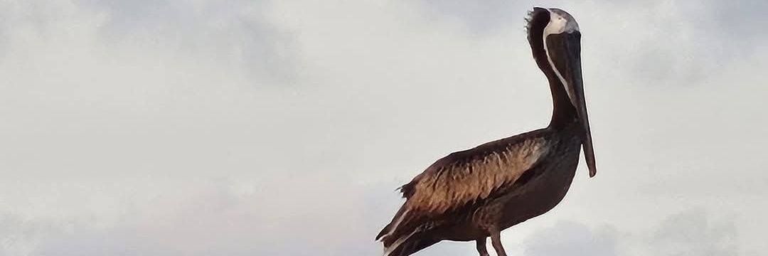 AltcoinApe__'s profile banner image