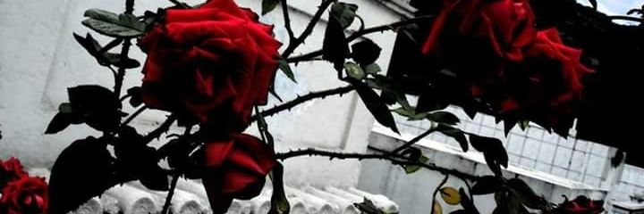 MaahBastos_'s profile banner image