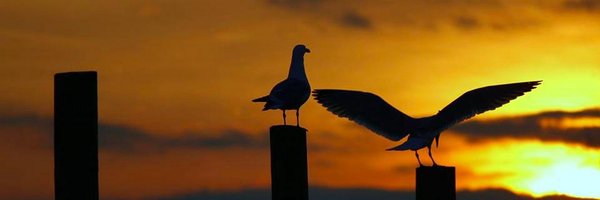 Leesaleigh Profile Banner