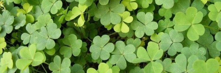 ⸝⸝🍏⌇ CYRUS ꒱ ꜝꜝ ᗢ banner