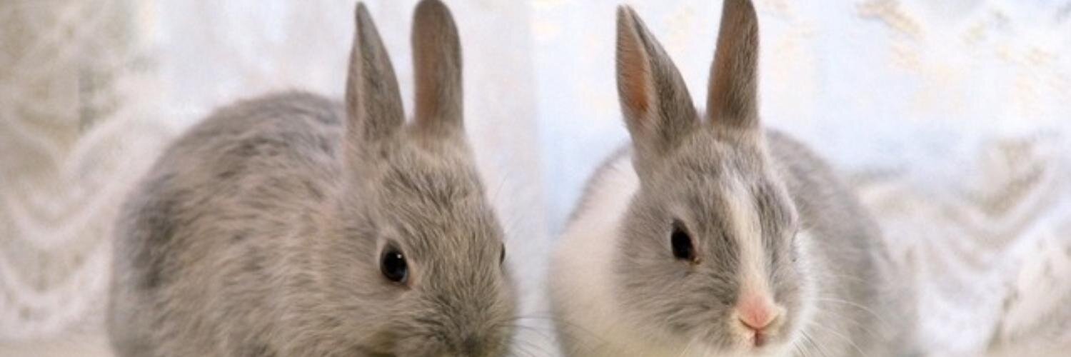 SoyMilkBayesian's profile banner image