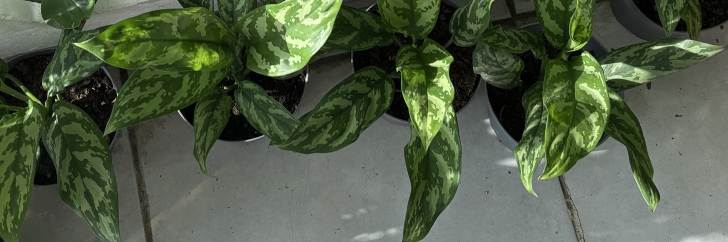 أم علياء banner