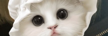 いぬ banner