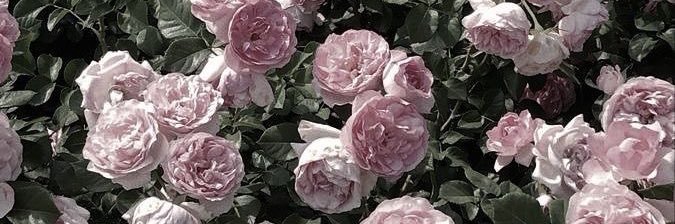 hh_bhb_'s profile banner image