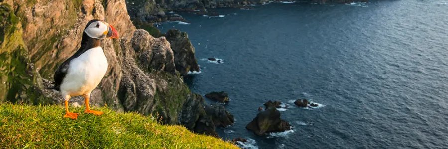 WILD LIFE WILDER 🌲🦌🌿 banner
