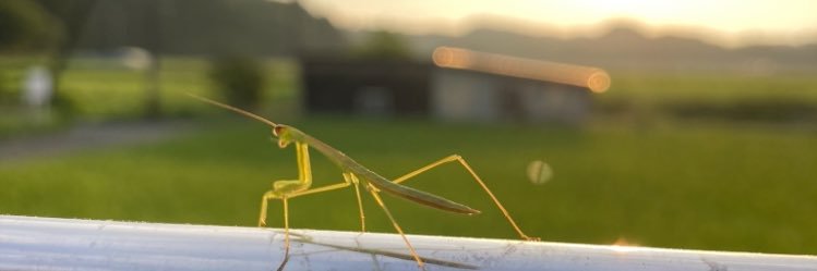 倉下　碧女 banner