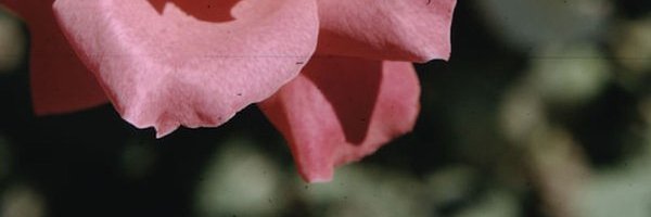 alexag's profile banner image