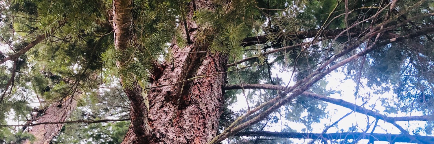 Barb Hamblett banner