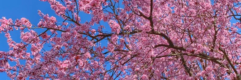 Ninavi83's profile banner image