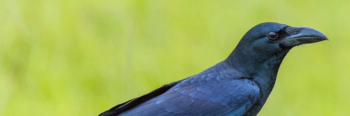 crow's banner