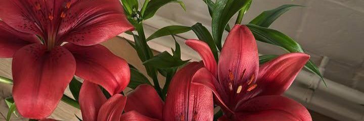 tiaar🔍 banner