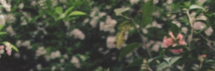 Alaia. banner
