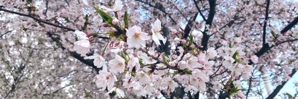 himiu33 Profile Banner