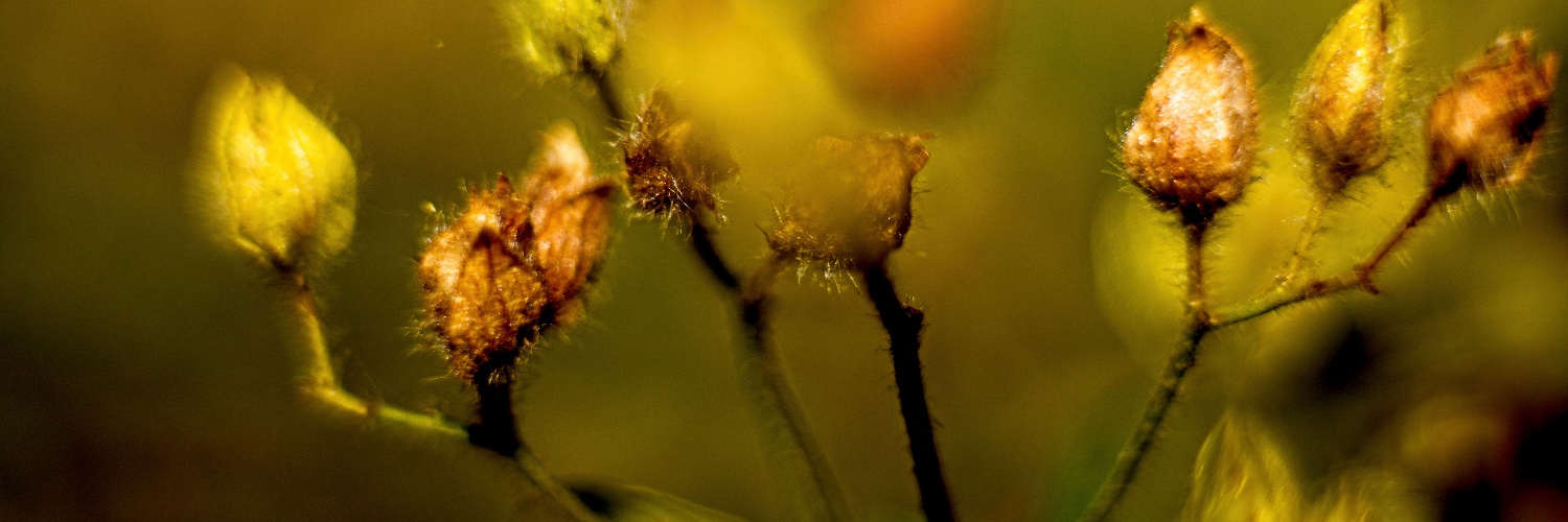 Steve Cushing Photography banner