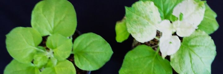 Hari_IARI's profile banner image