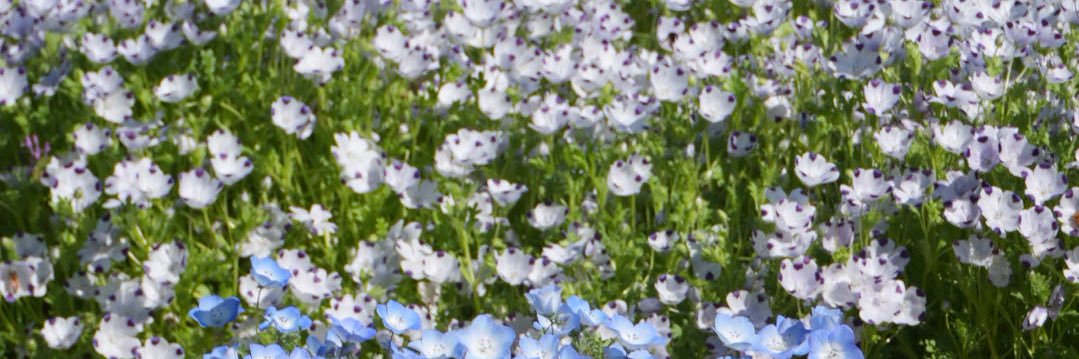 hrmmn_fo's profile banner image