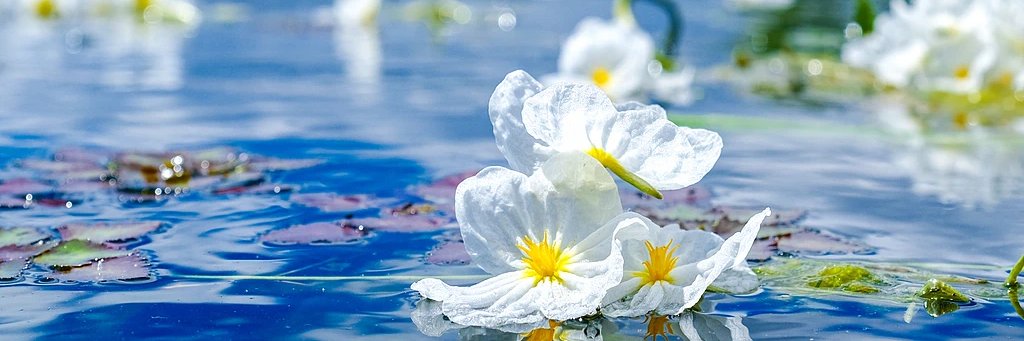 summer（❤️） banner