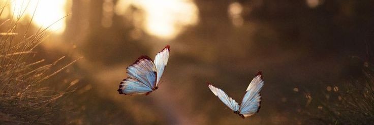 roxanadpc's profile banner image
