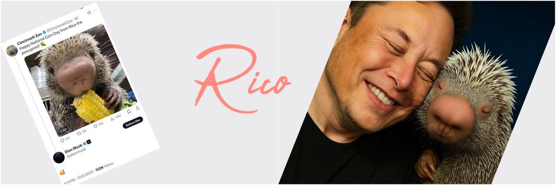 #RICO is a new meme coin on the Solana network. It’s driven by community hype and market speculation