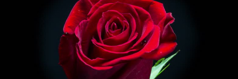 andreaa_carlos's profile banner image
