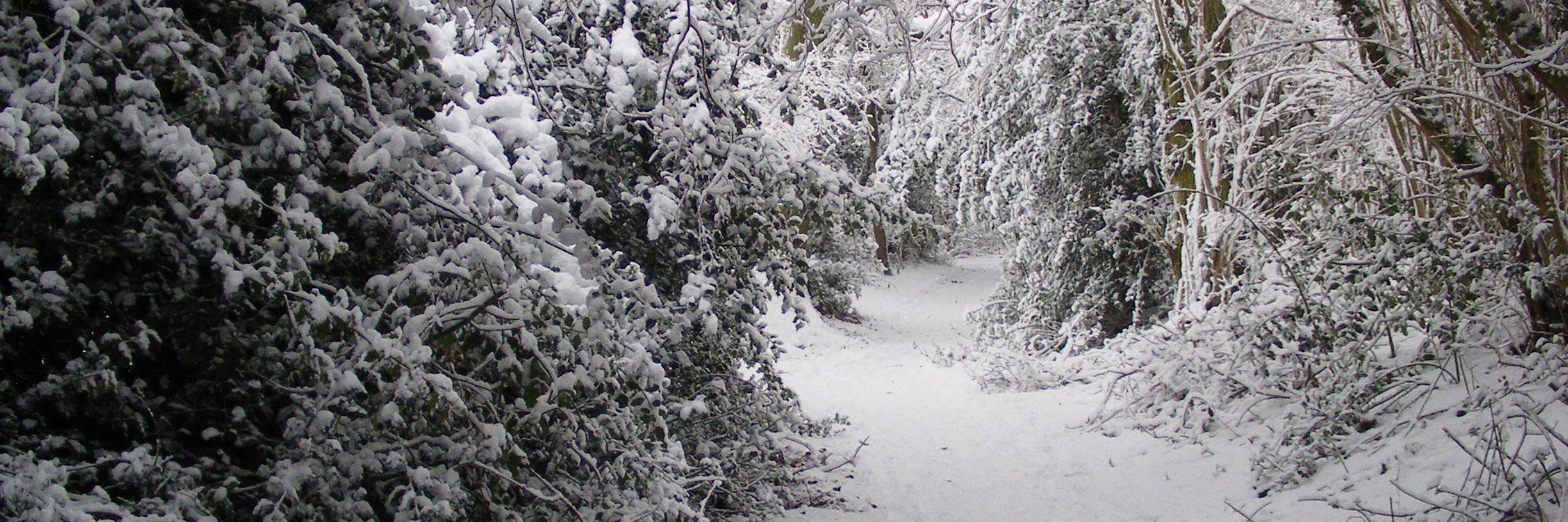 ross armstrong banner