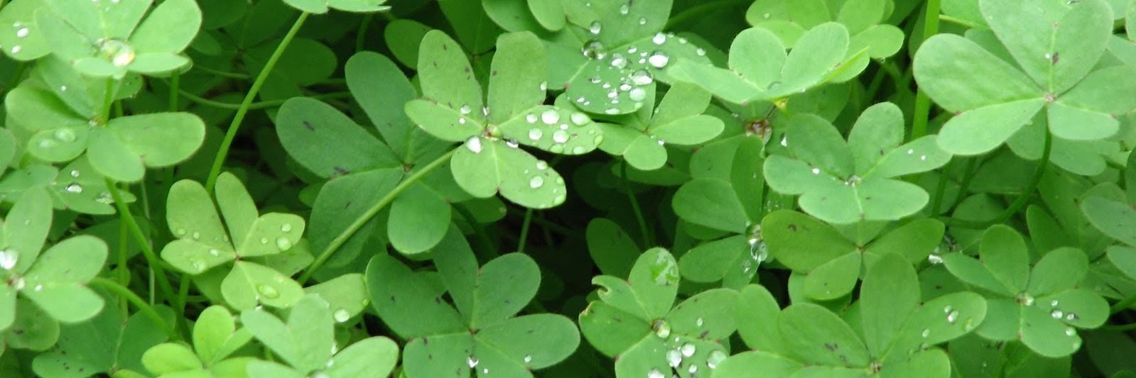 Jose Mizonaeuro banner