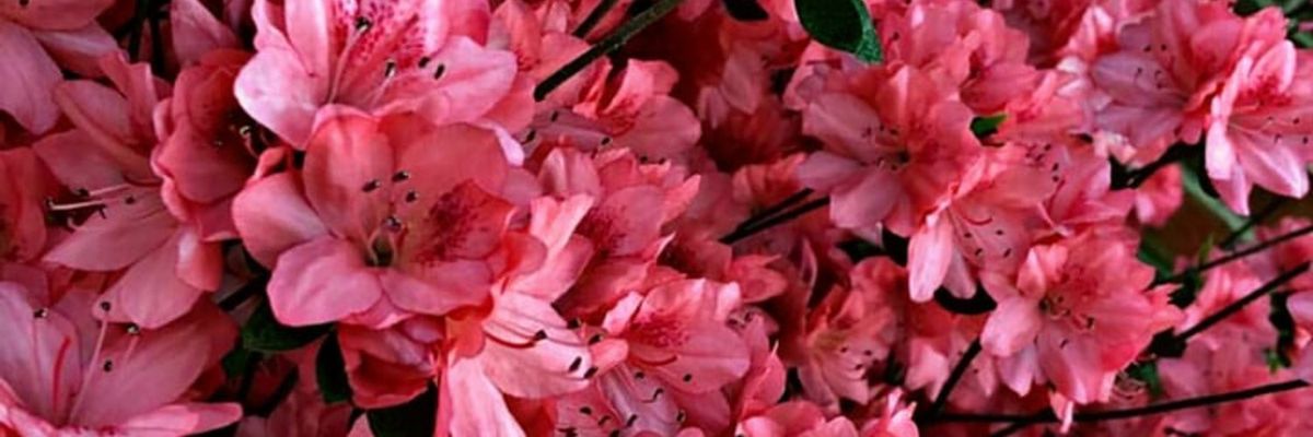 AmytSato's profile banner image