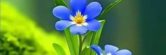 Flowers lovers's banner