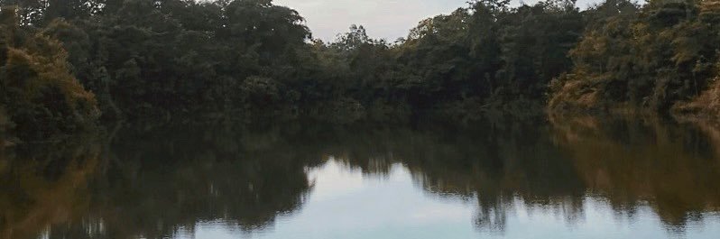 i'm the walrus banner