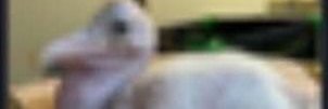 jinjjaimpact's profile banner image