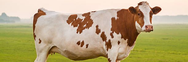 Cow Cow cow cow Cow cow MOO banner