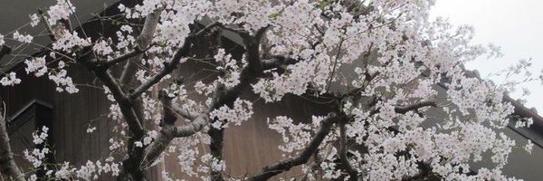 s3kin0 Profile Banner