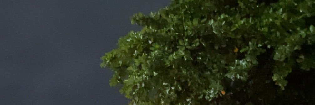 Kyara Whitlock's banner