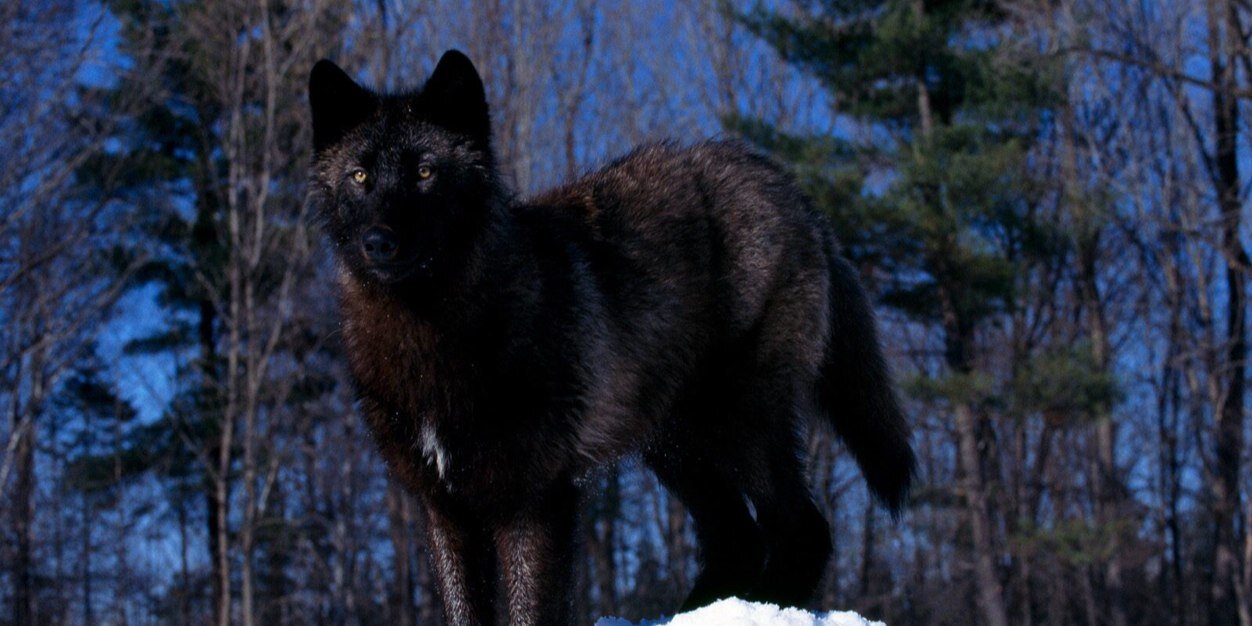 JaymieTheWolf's profile banner image