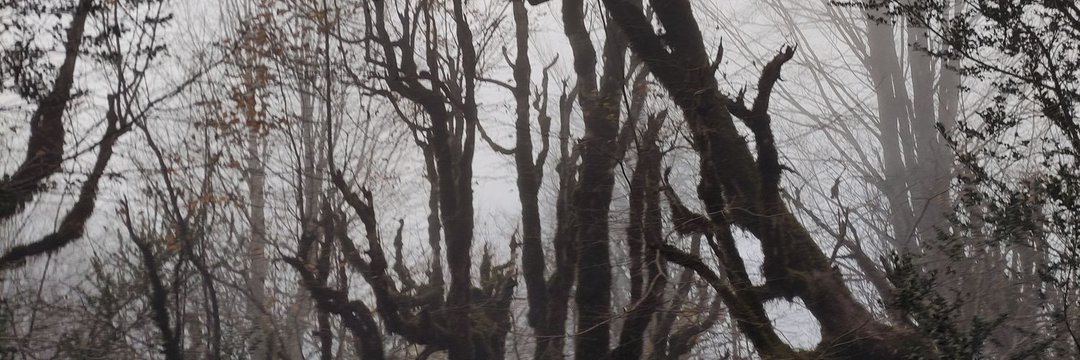 saphhosdaghtr's profile banner image