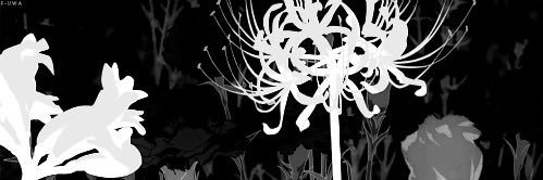 sasa banner